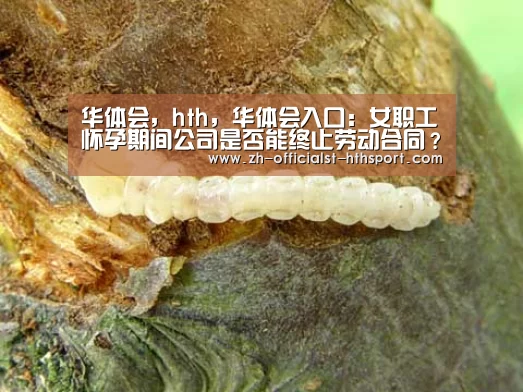 华体会，hth，华体会入口